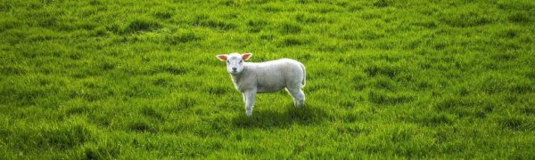 Searching for the Lost One