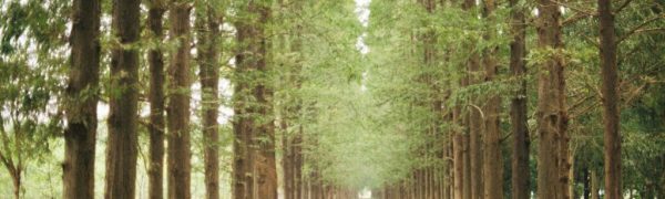 Make Straight the Path