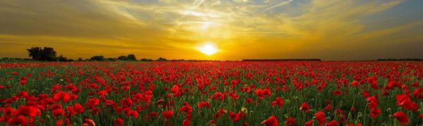 Multiplied Graces: The True Miracle