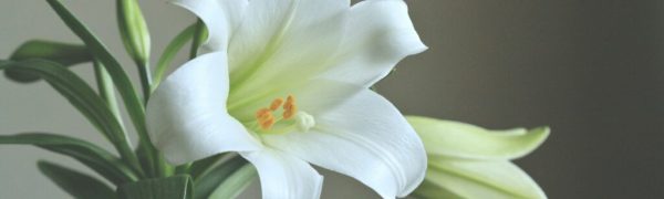 Peace Amid Persecution