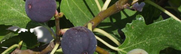 Figs and More